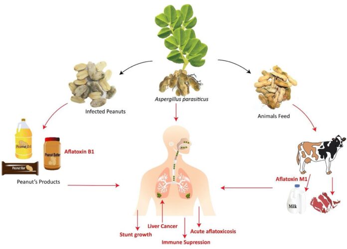 flow-of-aflatoxin-exposure-in-the-food-chain-in-pe